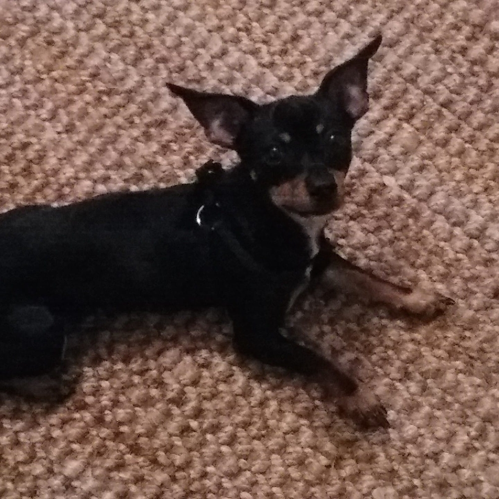 Meet your Posher, Lisa